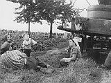 Das Foto aus dem Jahr 1959 zeigt die familiären Erntehelfer bei einer Pause im Weinberg. Der dreijährige Heinfried, heutiger Seniorchef, sticht beim Trinken aus der Weinflasche heraus.