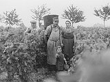 Die Fotografie aud dem Jahr 1959 sieht man die Familie Peth mit dem jungen Heinfried im Vordergrund bei der traditionellen Handlese. Im Hintergrund sieht man die vier der fünf Kirschbäume in den Vier Morgen, von denen zwei heute noch erhalten sind.