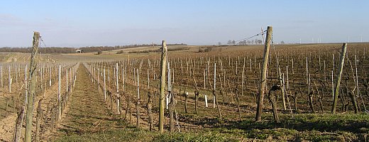 Aufnahme zeigt den weitläufigen Verlauf der Rieslinganlage des Weingut Peth an der Grenze des Bermersheimer Hasenlauf zum Westhofener Rotenstein.
