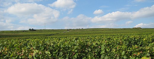 Ein klarer Spätsommertag mit Blick auf den weiten, steilen Hang des Gundersheimer Höllenbrand