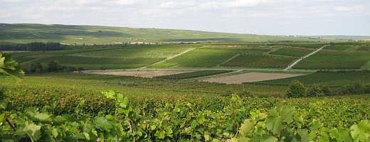 Aufnahme zeigt den welligen Verlauf der Hügel des Gundersheimer Königsstuhl mit sommerlichen Cumulus Wolken.