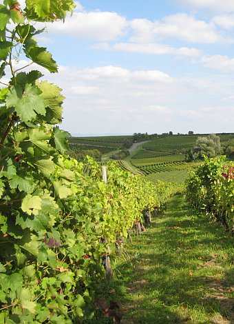 Aufnahme zeigt eine Rebstockreihe aus dem Gundersheimer Königsstuhl bei herbstlich sommerlicher Temperatur. Dezent sieht man den Herbst an den Weinblättern nagen.