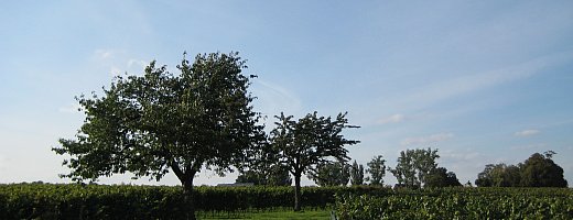 In den Vier Morgen stechen die beiden Kirschbäume der Großväter hervor. Sommerlich blauer Himmel verleitet zur Rast im Schatten der Bäume.