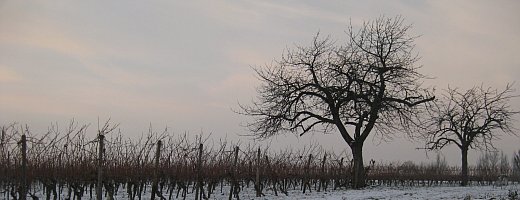 Foto zeigt die beiden Kirschbäume aus den Vier Morgen zu spät winterlicher Landschaft. Die rötliche Abenddämmerung schreitet voran.