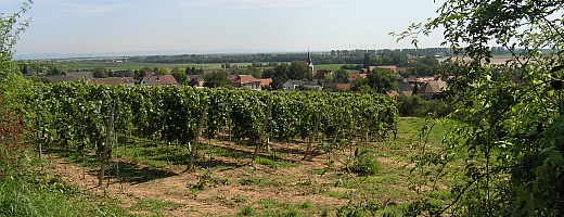 Auf dem Bild sieht man den durch die Wildrosen umschlungenen Weinberg des Kriegsheimer Rosengartens. Im Hintergrund die südliche Grenze Rheinhessens zur Vorderpfalz.