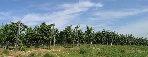 Zu sehen sind die hintereinander gereihten Rebstöcke des jungen Grauburgunders im Kriegsheimer Rosengarten unter strahlend blauem Himmel.