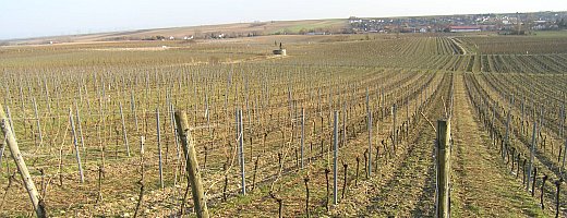 Aufnahme zeigt bei frühlingshaften Sonnenstrahlen die geschnittene Rebanlage mit angrenzenden Endpfählen.