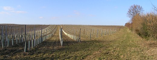 Das Bild zeigt die Aufreihung der noch recht jungen Rieslingparzelle bei frühlingshaften Temperaturen.