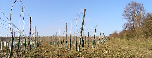 Aufnahme zeigt eine junge Rieslingparzelle aus dem Westhofener Rotenstein. Die Reben wurden auf die Wuchskraft des jungen Stocks in ihrer Länge angeschnitten. 