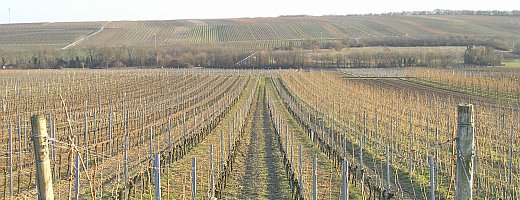 Das Bild zeigt den nach Süden abfallenden Riesling Weinberg im Frühmärz. Am Horizont sieht man den Gundersheimer Königsstuhl.