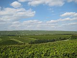 Diese Aufnahme zeigt den weitläufigen Horizont des hügelige Rheinhessen voller grüner Wingert.